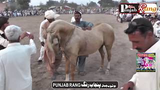 Aal Pakistan Horse Dance / Barsi Ghulam Muhammad Pathan 2019 / Part- 284