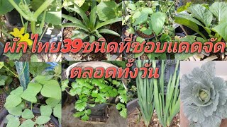 ผักไทย 39 ชนิด ที่ชอบแดดจัดตลอดทั้งวัน byแม่มะลิซ้อนเกษตรอินทรีย์