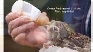 Junger Feldhase trinkt aus der Flasche