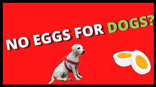 *Correct*way to give eggs to dogs||How to give eggs to dogs