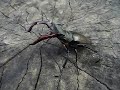 Жук олень. Самый большой жук Европы. lucanus cervus.