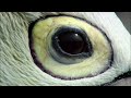 falcon vs. eagle who is the true master of the sky wildlife documentary 4k animal documentary