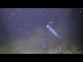 deep drop gopro norway velvet belly shark eats hagfish