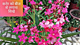 कनेर को बीज से लगाना सिखे बहुत आसानी से//How To Grow Pink Oleander(kaner)From Seeds // Grow Kaner//