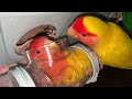 220608【素素】花々にあげたい病　小桜インコ　我が家の天使たち6羽