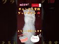 マンチカン　ミヌエット　こねこ　仔猫　小猫　子猫　子ネコ　コネコ　 shorts 猫 cat