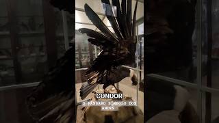 VIMOS UM URUBU DE 4 METROS 😱😱😱 #CONDOR