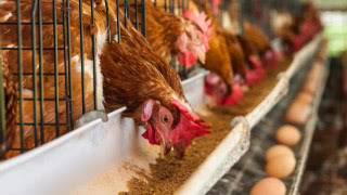 Poultry farming, factors affecting egg production in layer chicken farming episode 3