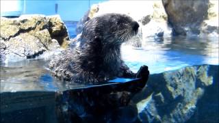 ロイズのご挨拶♪（20150129＠サンシャイン水族館）