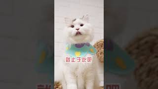 他俩再次被抖音洗脑了，回答问题只会用梗了… #萌宠   #猫咪   #shorts    【纠缠兄弟】