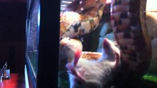 Red rat snake eating a mouse - כרכן תירס מנשנש