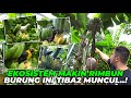 INILAH KEKAYAAN ALAM HUTAN AVIARY..! BURUNG2 INI TIBA2 MUNCUL DIHADAPAN KITA...