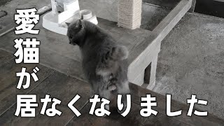 【家出】猫が脱走した時に出来ること Restoration of old houses and country life