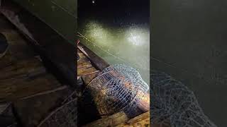 New Primitive Technology FISH TRAP With Fishing KR #short