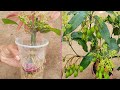 Simple Method Grafting Mango Tree With Onion In A Glass of Water Grow Fast Quickly