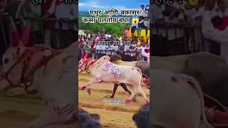 | मथुर आणि बकासुर | कसा पलतोय बघा |😱|ड्रोन video | #viral #sharyat