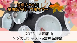 2023.3.25🐟️大和郡山【メダカコンテスト\u0026金魚品評会】