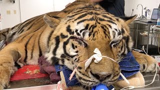 Tiger Undergoes Emergency Surgery