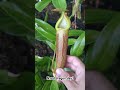 #pitcherplants #nepenthes #carnivorousplants #carnivorous #pitcherplant #exoticplants#plants #nature