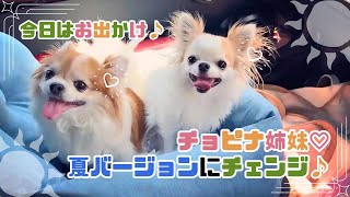 【チワワ】今日はおでかけだぁ♪どこへ行くのかなっ？→夏が近づいてくると見られる♡サマーバージョンチョピナ姉妹♡