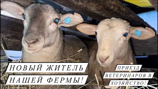 Привезли племенного барана Катумской породы! Показываем наши сыры! Молочная и мясная переработка!