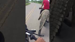 Man carrying a crocodile on bike ll scary viral and funny