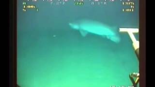 Shark attack on subcable !
