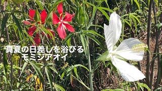 まるおの母まるこの宿根草と低木の庭　2024 08 03 猛暑日になりそうな庭。ハラビロちゃんが大きくなって帰って来た〜‼️昼の暑さに耐えきれず、タイタンビカスはお疲れモード。ボタンクサギはグッタリ💦