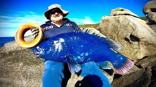 Western Blue Grouper on HANDLINES