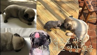 PUG) 퍼그를 키우기 전 꼭 알아야 할 퍼그의 7가지 특징, 퍼그 실제 성격, 강형욱 퍼그, baby pug, puggie theraphy