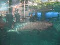 鳥羽水族館・ピラルクー.avi