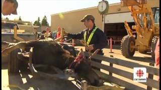 CBC clip on Moose Registration in Fredericton, NB 2012