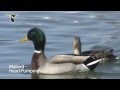 Duck Courtship Behavior