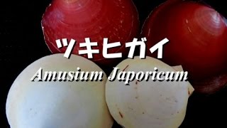 ツキヒガイJapanese Moon Scallop 貝類動画図鑑15