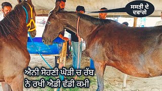 ਐਨੀ ਸੋਹਣੀ ਘੋੜੀ ਚ ਰੱਬ ਨੇ ਰਖੀ ਐਡੀ ਵੱਡੀ ਕਮੀ @FarmingbabaPunjab beautiful horse me itni badi Kami