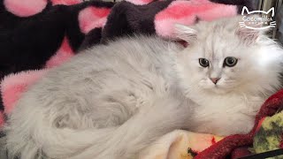 【生後5ヶ月】ペルシャ猫（チンチラシルバーの男の子）Five month kitten Persian cat (Chinchilla Silver Boy)