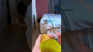 当你养了2只鸟，端不平根本端不平！#小鸟互动 #搞笑 #pets #birds #parrot #animals #cute #funny #治愈#shorts