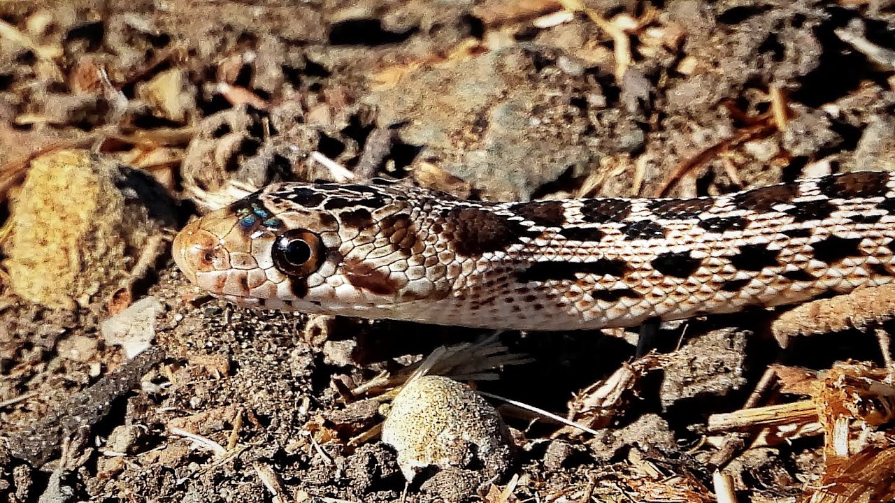 Gopher Snake Eating