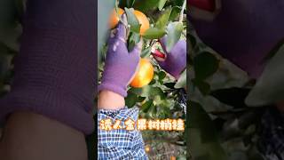 诱人金果树梢挂 #农村生活 #田园生活 #广西 #种田 #沃柑 #village #farming #mandarin