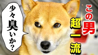 演技力に自信がない柴犬こむぎが案の定三浦大根役者だった日のあるじのステップ【三浦半島ジブリ】