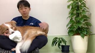 犬や猫の水頭症　獣医師がお話しします。