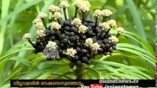 Traditional ayurvedic practitioner's Ayurveda herbs farm in Kasaragod