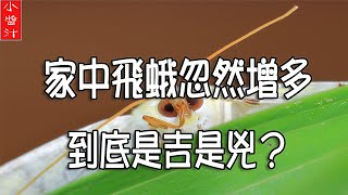 【運勢吉凶】家裡飛蛾突然增多，會發生不吉之事嗎？