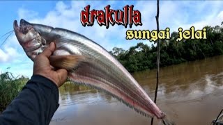 rezeki tunggal sang drakula jelai