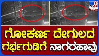 Snake cctv: ಗೋಕರ್ಣ ಗರ್ಭಗುಡಿ ಬಾಗಿಲಲ್ಲಿ ನಾಗರಹಾವು ಸಿಸಿಟಿವಿಯಲ್ಲಿ ಸೆರೆ | #TV9B