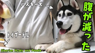 お腹が減りすぎたハスキー犬とトイプードルが可愛すぎる Husky and Poodle