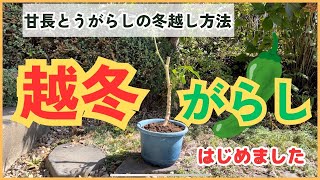 【甘長とうがらし栽培】来年も同じく株を使いませんか？　ししとう栽培　〜家庭菜園〜