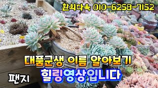 #환희다육 #묵은둥이 #국민이대품 국민이 왕대품 이름 알아보기 힐링영상 입니다 오늘도 평안하셔요~♡