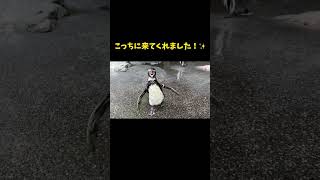 フンボルトペンギンに見つかった結果…