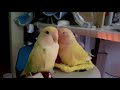 201219【無音】いろちゃんと花々　いろは我の塊です　小桜インコ　我が家の天使たち5羽α